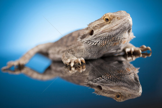 蓝底宠物蜥蜴胡子龙蓝镜底的阿加马蜥蜴图片
