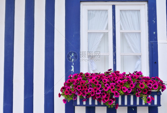 在一栋用花装饰的旧房子窗户上美丽紫色花朵在开阔的近窗中图片