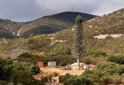 高的移动电话传输空中或塔台伪装成哈里福尼亚的大型fir树图片