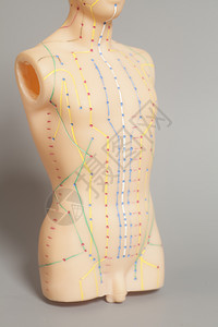 人类的医学针刺模型灰色本底人类的医学针刺模型图片