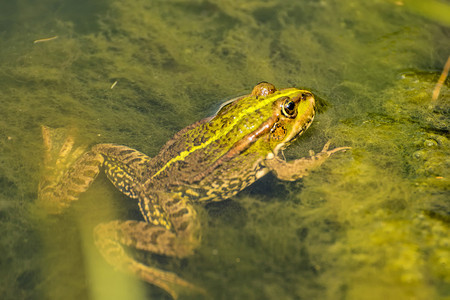 池塘中的普通水青蛙年轻的普通水青蛙图片