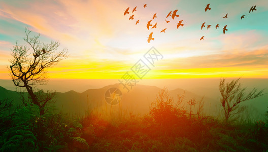 山上日出时有树木和飞鸟的耀斑山上日出时有树木和空中的飞鸟图片