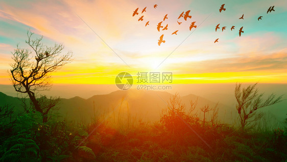 山上日出时有树木和飞鸟的耀斑山上日出时有树木和空中的飞鸟图片