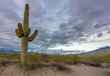 saguro仙人掌植物反对在tucsonariz附近落日在saguro公园tucson日落图片