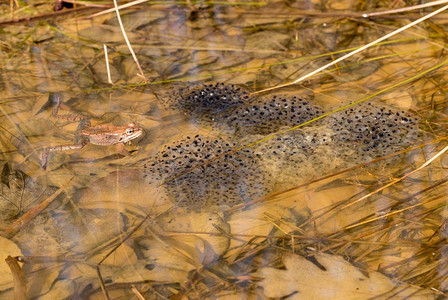 青蛙和多蛋或虾单或在池塘中漂浮泉水卵或青蛙虾堆积和多蛋或卵背景图片