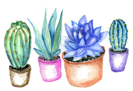 仙人掌水彩色艺术手画水彩色仙人掌助产植物插图图片