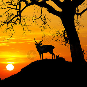 山上日落时鹿和树的背影图片