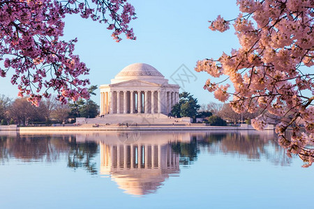 明亮的粉红樱花在一年度的樱花节期间将华氏三角体的纪念碑架成图片