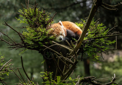 红熊猫睡在树上可爱的红熊猫睡在中央公园树顶的枝上图片