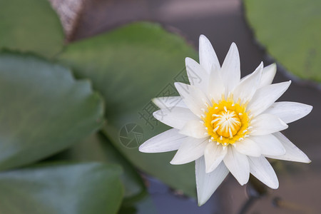 美丽的鲜花盛开图片