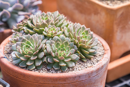 沙漠植物园装饰用的仙人掌沙漠植物园装饰和农业设计用的仙人掌图片