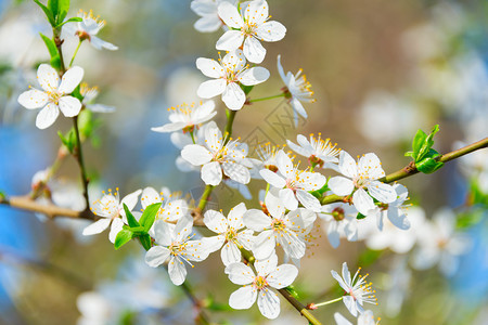 春暖花开的季节花朵特写图片