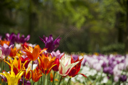 花园背景郁金香鲜美的花背景图片