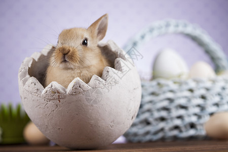复活动物小兔子鸡蛋以木为背景的有复活动物兔子图片