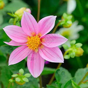 花床背景的dahli聚焦于花朵浅的田野深处图片