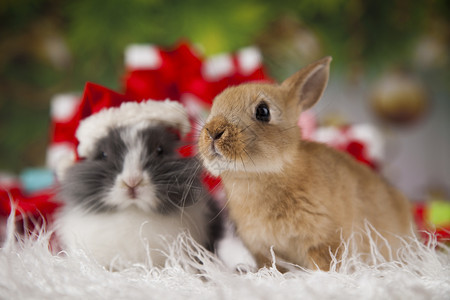兔子圣诞红塔帽冬季装饰动物兔子圣诞图片