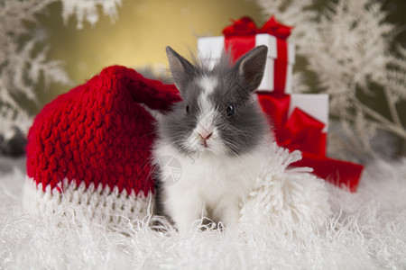 圣诞兔子圣诞宝宝红帽子圣诞兔子在圣诞礼物盒的背景圣诞帽图片