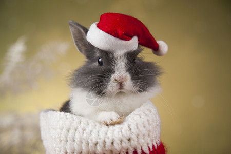 圣塔帽中的诞兔子礼物盒背景动兔子圣诞图片