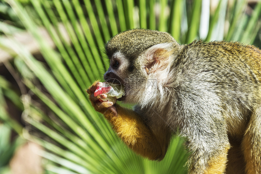 小猴子吃水果紧闭图片