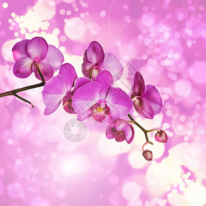 一种开着花的紫色飞蛾兰花的分枝背景是黑色的紫蛾兰花图片