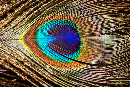 异国多色孔雀羽毛抽象宏观背景图片