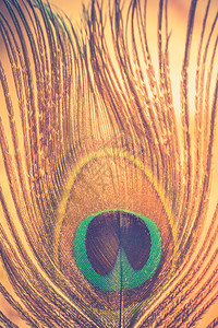 近距离捕捉孔雀羽毛作为抽象背景图片