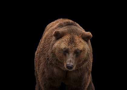 Eurasin棕熊孤立在黑色背景图片