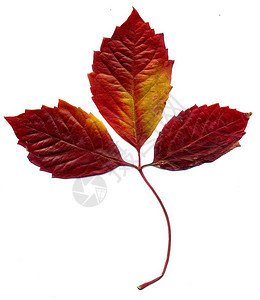 红色秋天的处女座爬行者白背景的叶子背景图片