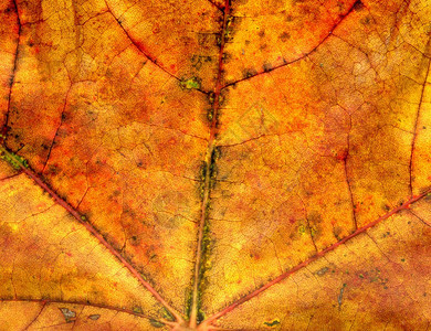 高度精细的秋叶纹理宏观背景图片