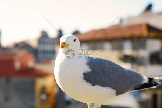 在波尔图古市的海鸥图片