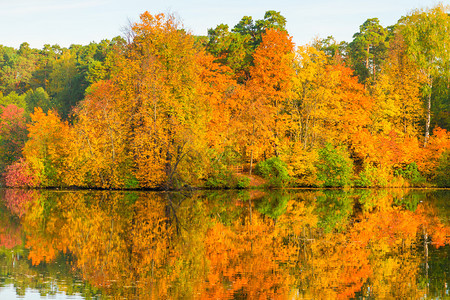 美丽明的秋天森林在光辉的湖边图片