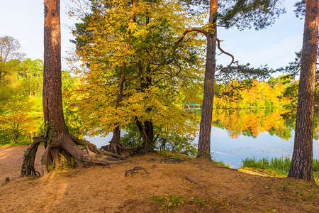 秋天公园风景美湖岸边的树木图片