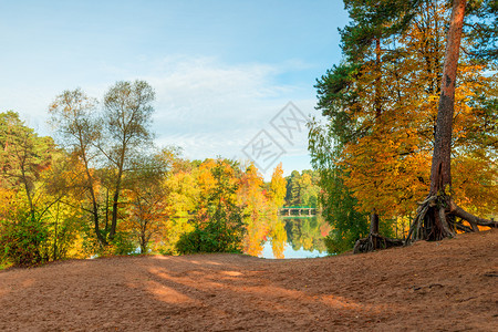 一片美丽的秋天风景美丽湖边公园上黄橙色柳树叶图片