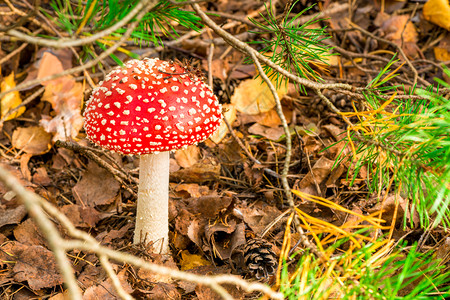 森林中一棵美丽而有毒的蘑菇图片