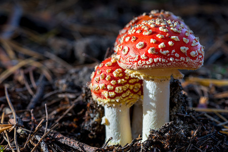 森林里有两片带白点的蘑菇夹在森林里图片