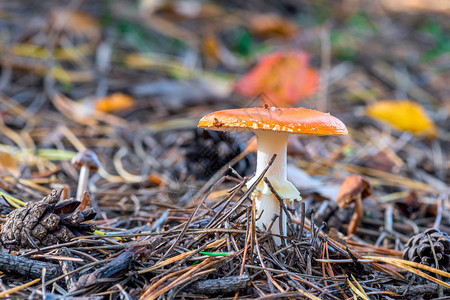 蘑菇在树林里喷发密闭的蘑菇一种危险的毒蘑菇图片