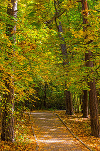 城市公园秋季风景的垂直图片图片