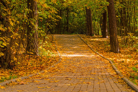 城市公园秋季风景的横向照片图片
