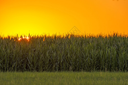 夏季日落与玉米田图片