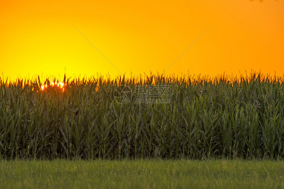 夏季日落与玉米田图片