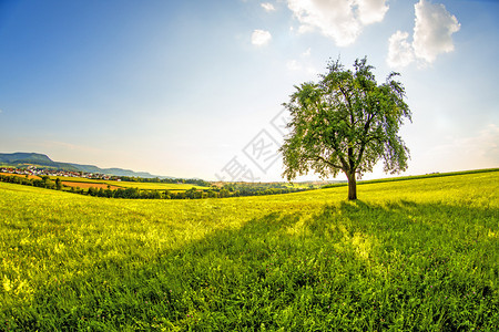 以草地树木和望向德意志高原的草和树图片