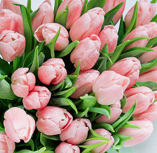 鲜红郁金香花束盛的朵紧贴如美丽的自然背景图片