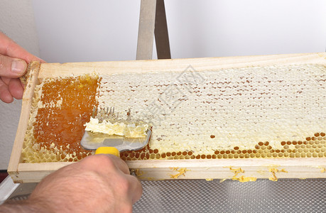 蜂蜜梳子清除塑料浴缸的蜂窝背景