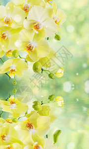 美丽的黄色花朵蝴蝶放在模糊的抽象自然黄绿色背景上反射在水表面的近距离上在初春自然界有惊人优雅的垂直横幅图片