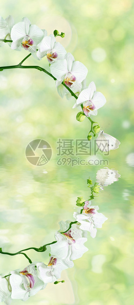 美丽的白花兰蝴蝶在模糊的抽象自然黄绿色背景上反射在水表面的近距离在初春自然界有惊人优雅的垂直横幅高清图片下载 正版图片 摄图网