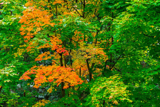 在一个公园中绘制上面有色彩多的叶子颜色秋天风景和都变了图片