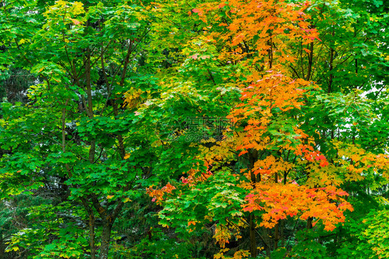 公园的秋色风景图片
