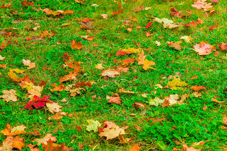 绿草坪上的秋叶图片