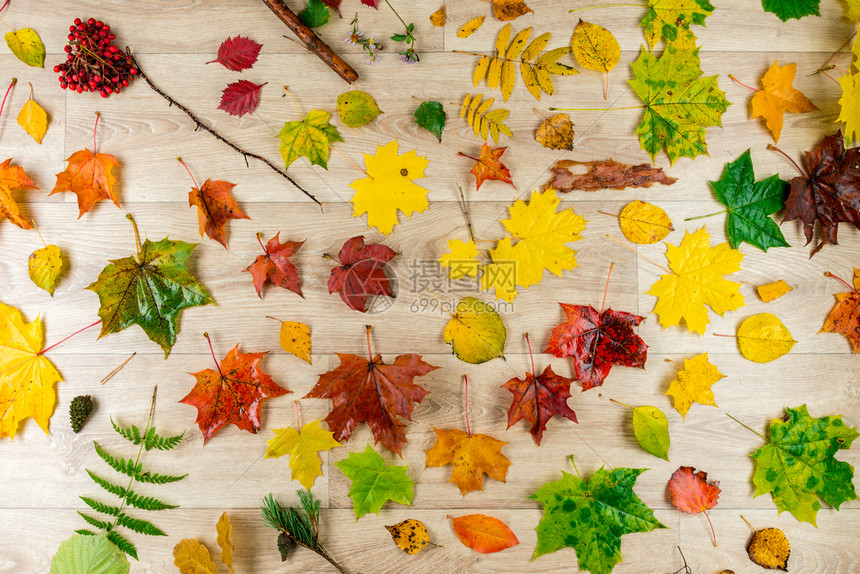 地表上森林自然物体的秋季构成图片