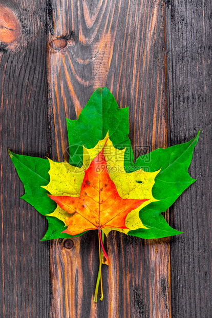 木背景上不同金字塔的秋色叶图片